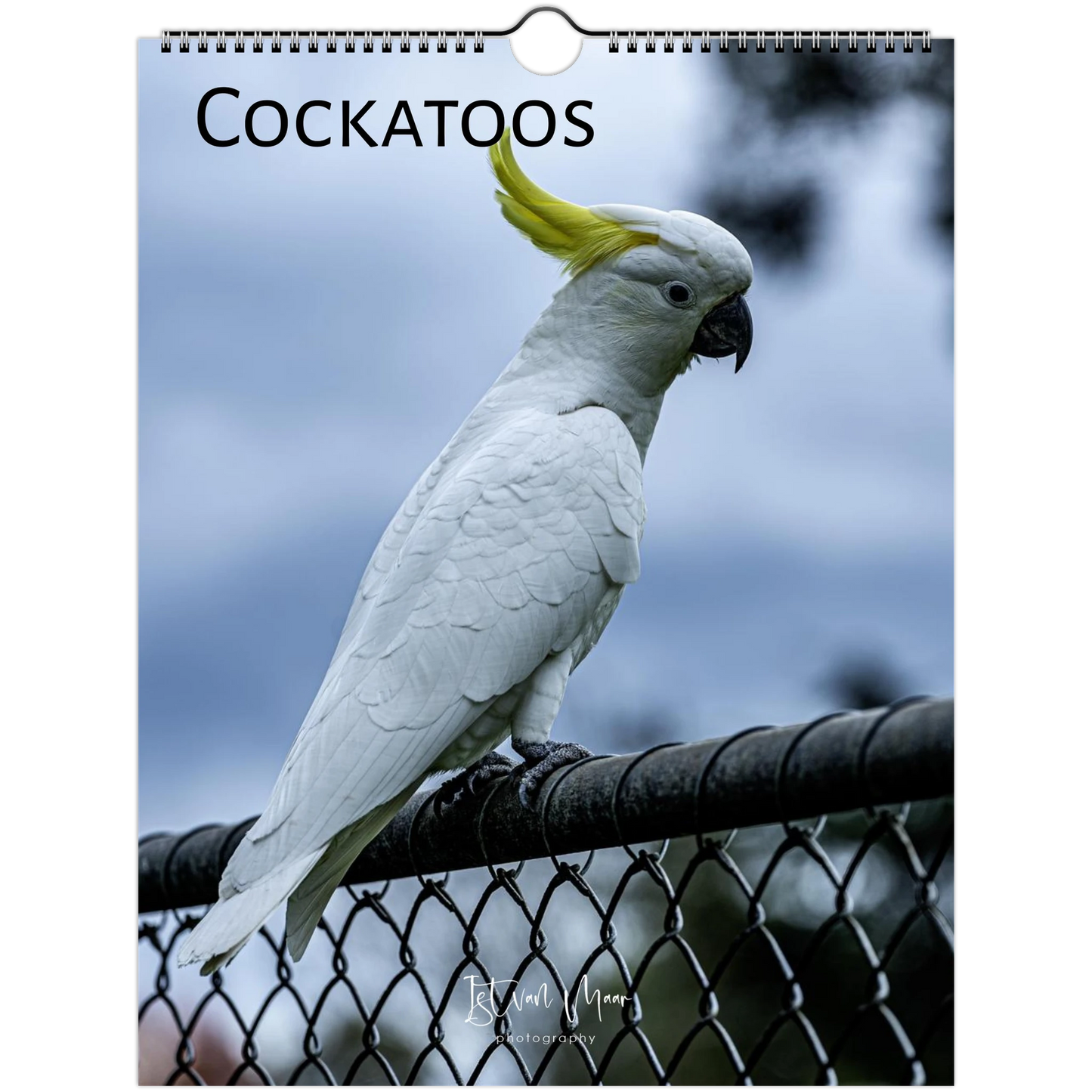 A spiral-bound wall calendar cover featuring a large white cockatoo with a bright yellow crest perched on a chain-link fence against a cloudy blue-gray sky. The word 'COCKATOOS' appears at the top, and a small 'Istvan Maar Photography' signature is visible near the bottom.