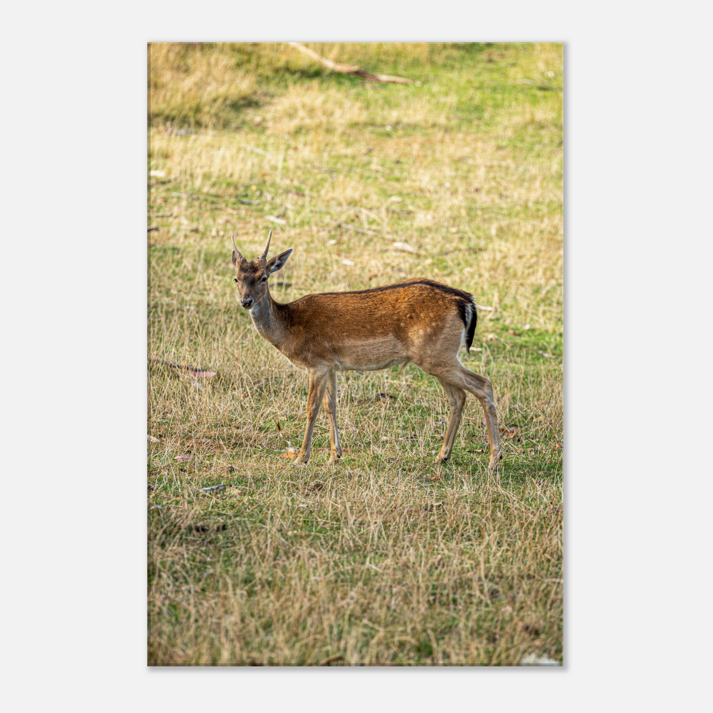 	
Deer Wildlife Animals Art Nursery Photography Wall Decor Kids Room Poster Playroom Artwork Stag Stretched Canvas 160