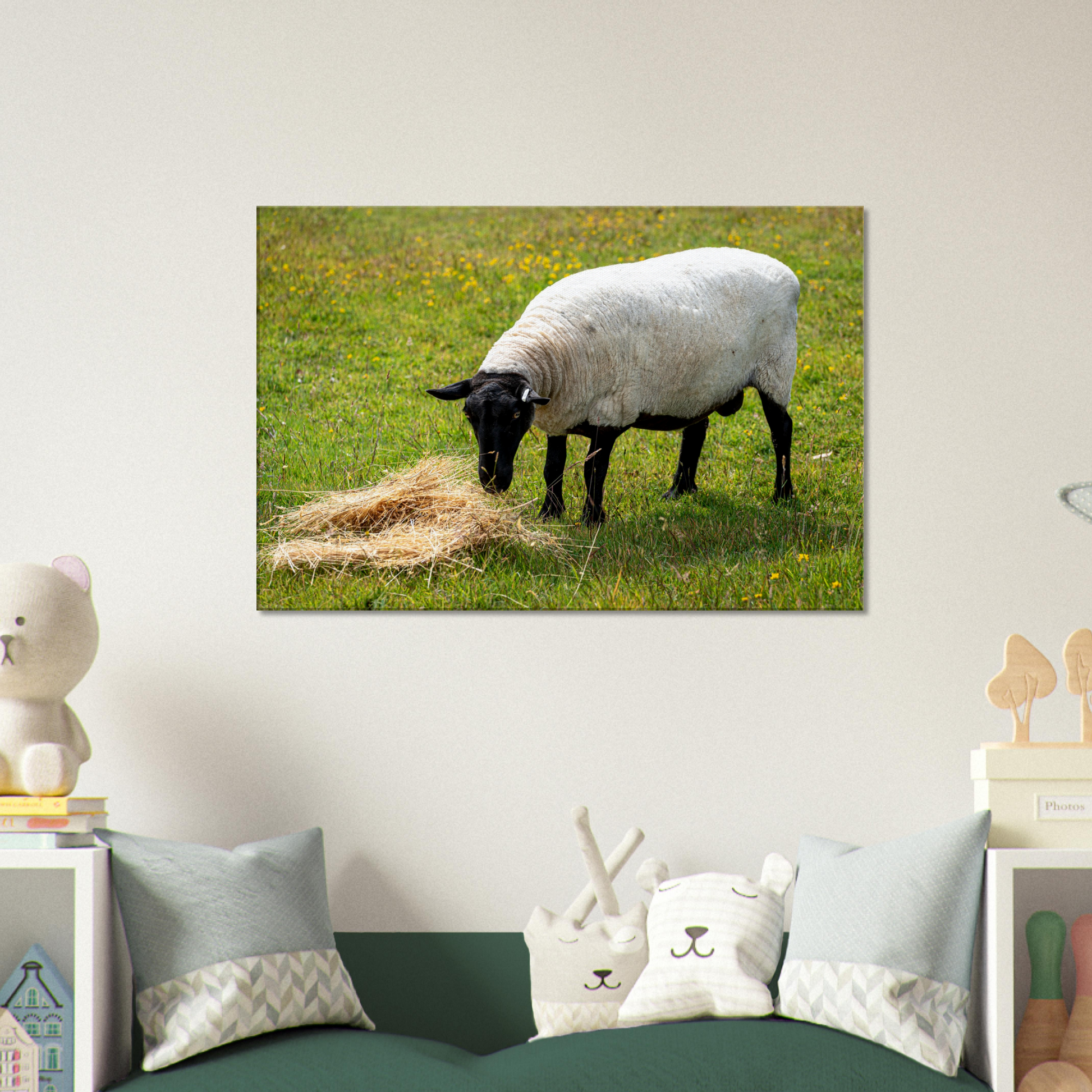 Sheep Domestic Animal Canvas Wall Art Photography, Nursery Print, Nursery Animal Wall Decor, Kids Room, Prints, Stretched canvas by Istvan Maar Photography 08