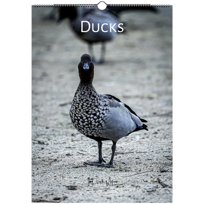 Ducks Wall Calendar – front cover featuring duck wildlife photography by Istvan Maar