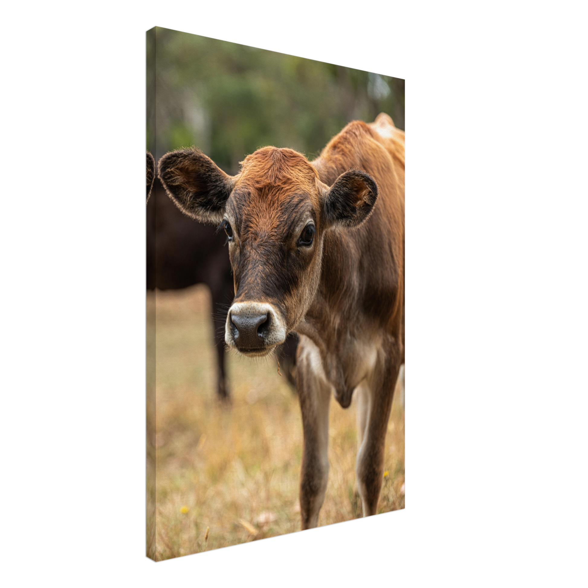 Cute calf Domestic Animal Canvas Wall Art Photography, Nursery Print, Nursery Animal Wall Decor, Kids Room, Prints, Stretched canvas by Istvan Maar Photography mockup 65