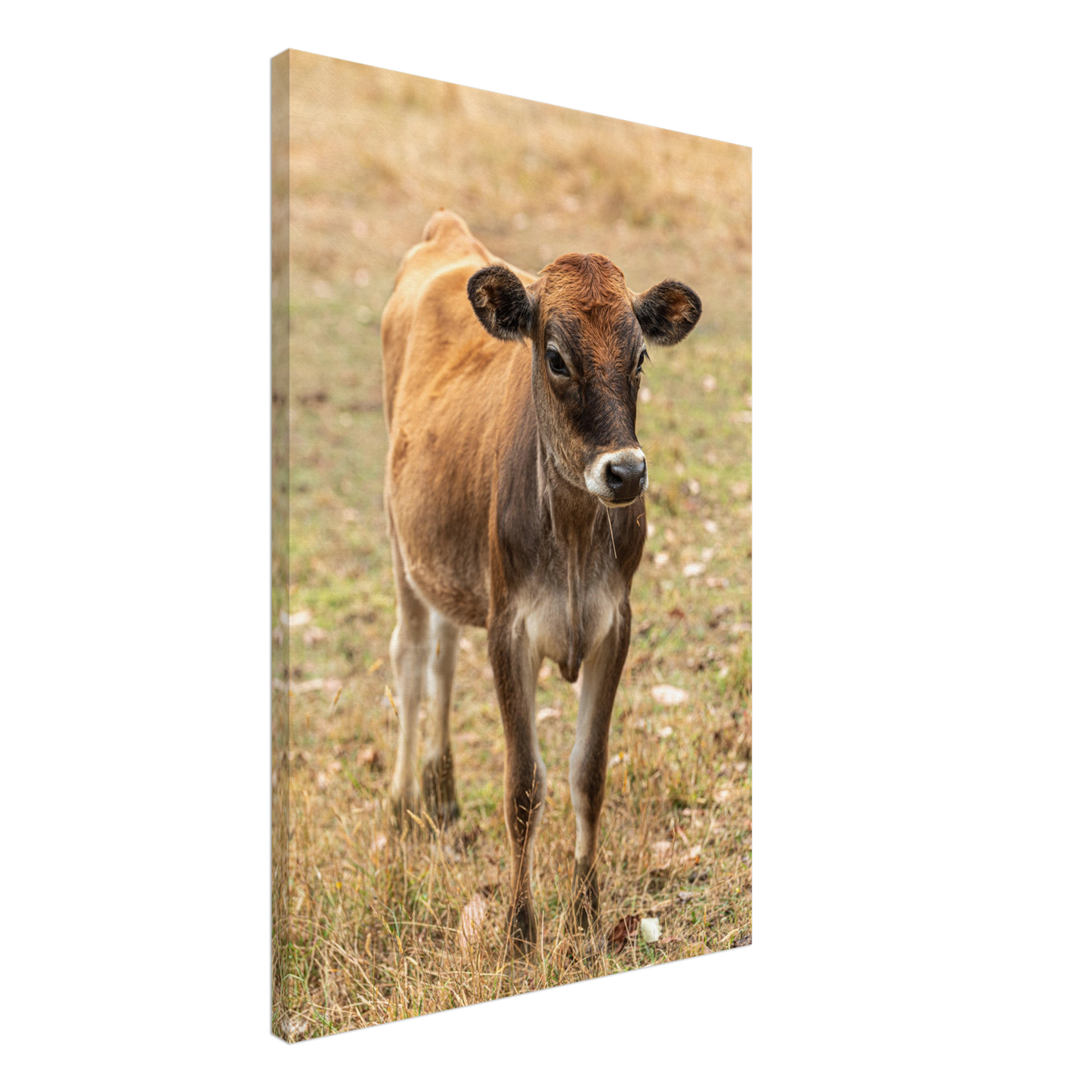 Cute calf Domestic Animal Canvas Wall Art Photography, Nursery Print, Nursery Animal Wall Decor, Kids Room, Prints, Stretched canvas by Istvan Maar Photography mockup 53