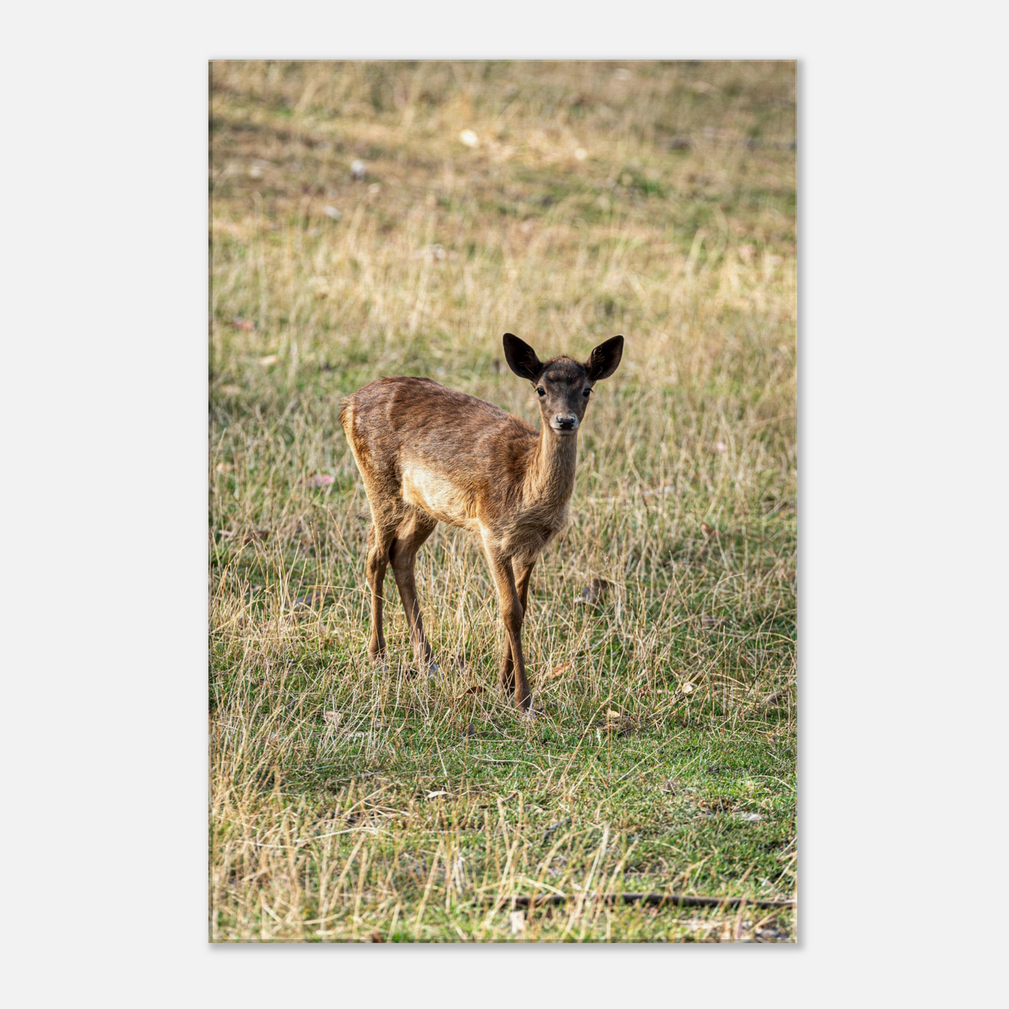 	
Deer Wildlife Animals Art Nursery Photography Wall Decor Kids Room Poster Playroom Artwork Stag Stretched Canvas 136