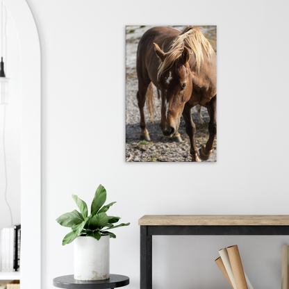 Horse Domestic Wall Art Photograph by Istvan Maar Photography