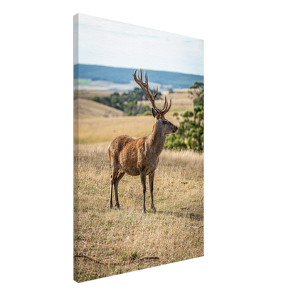 	
Deer Wildlife Animals Art Nursery Photography Wall Decor Kids Room Poster Playroom Artwork Stag Stretched Canvas 182