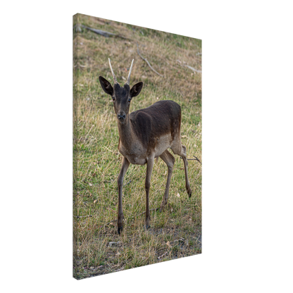 	
Deer Wildlife Animals Art Nursery Photography Wall Decor Kids Room Poster Playroom Artwork Stag Stretched Canvas 149