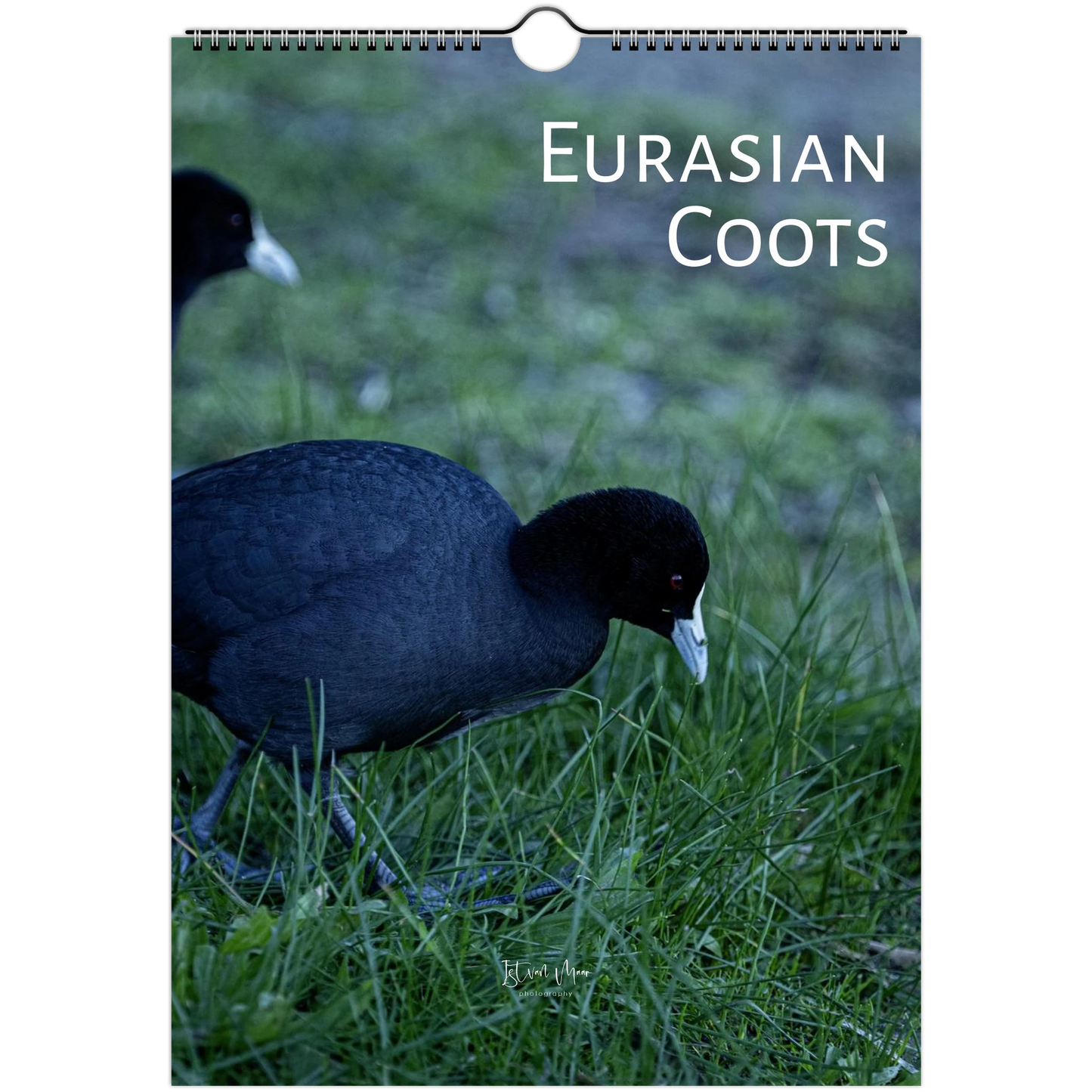 2027 Eurasian Coots wall calendar cover – two Eurasian Coots foraging on grass. Available in A4, A3, LT and LG sizes