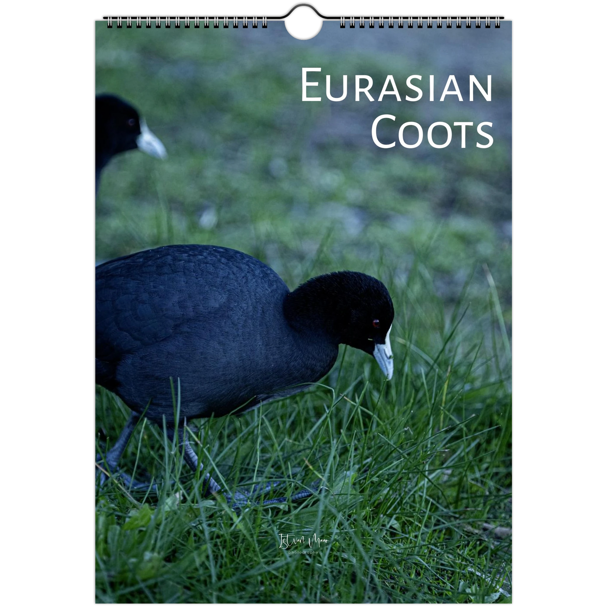 2027 Eurasian Coots wall calendar cover – two Eurasian Coots foraging on grass. Available in A4, A3, LT and LG sizes