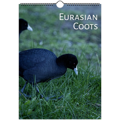 2027 Eurasian Coots wall calendar cover – two Eurasian Coots foraging on grass. Available in A4, A3, LT and LG sizes