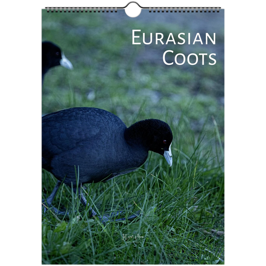 2027 Eurasian Coots wall calendar cover – two Eurasian Coots foraging on grass. Available in A4, A3, LT and LG sizes