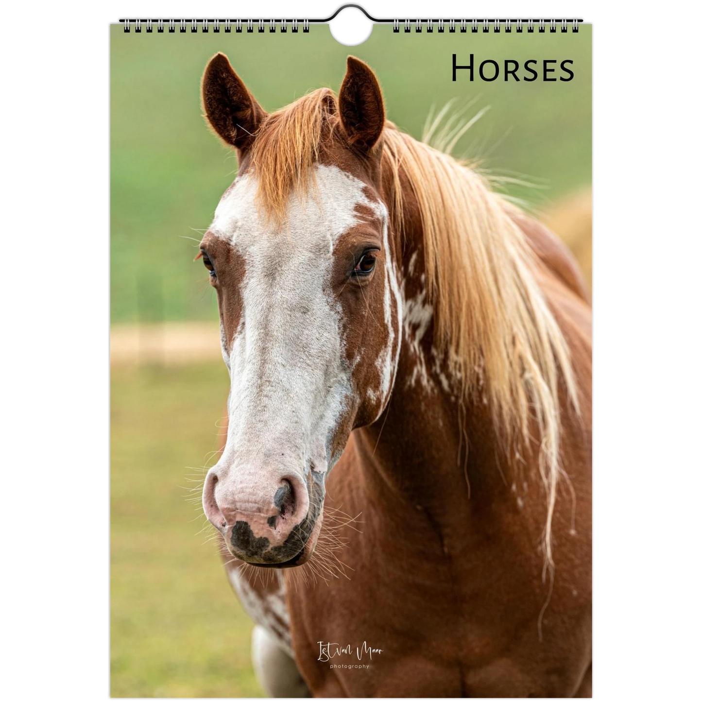 Horses Wall Calendar – front cover featuring horse captured by Istvan Maar Photography available in A4, A3, LT and LG US sizes.