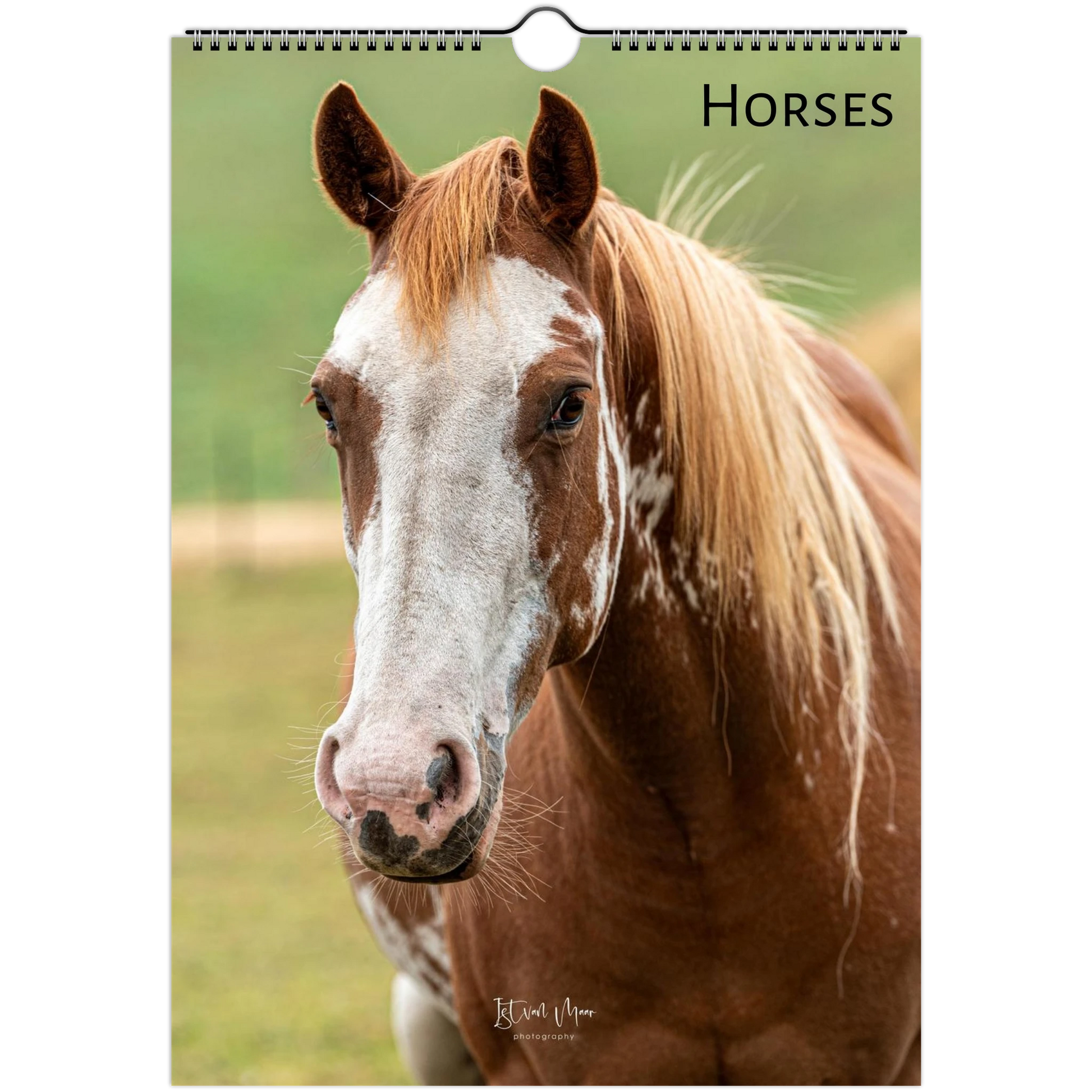 Horses Wall Calendar – front cover featuring horse captured by Istvan Maar Photography available in A4, A3, LT and LG US sizes.