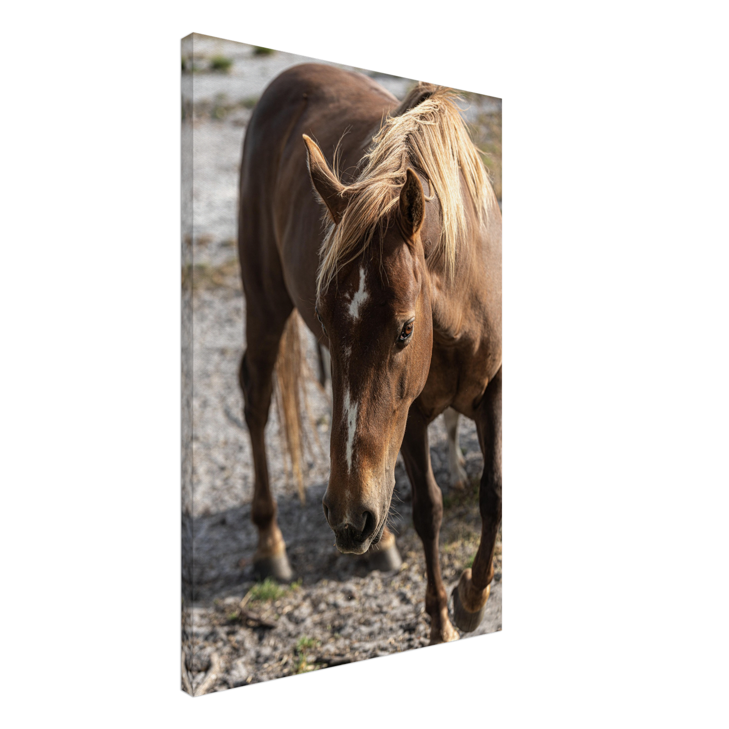 Horse home décor by Istvan Maar Photography