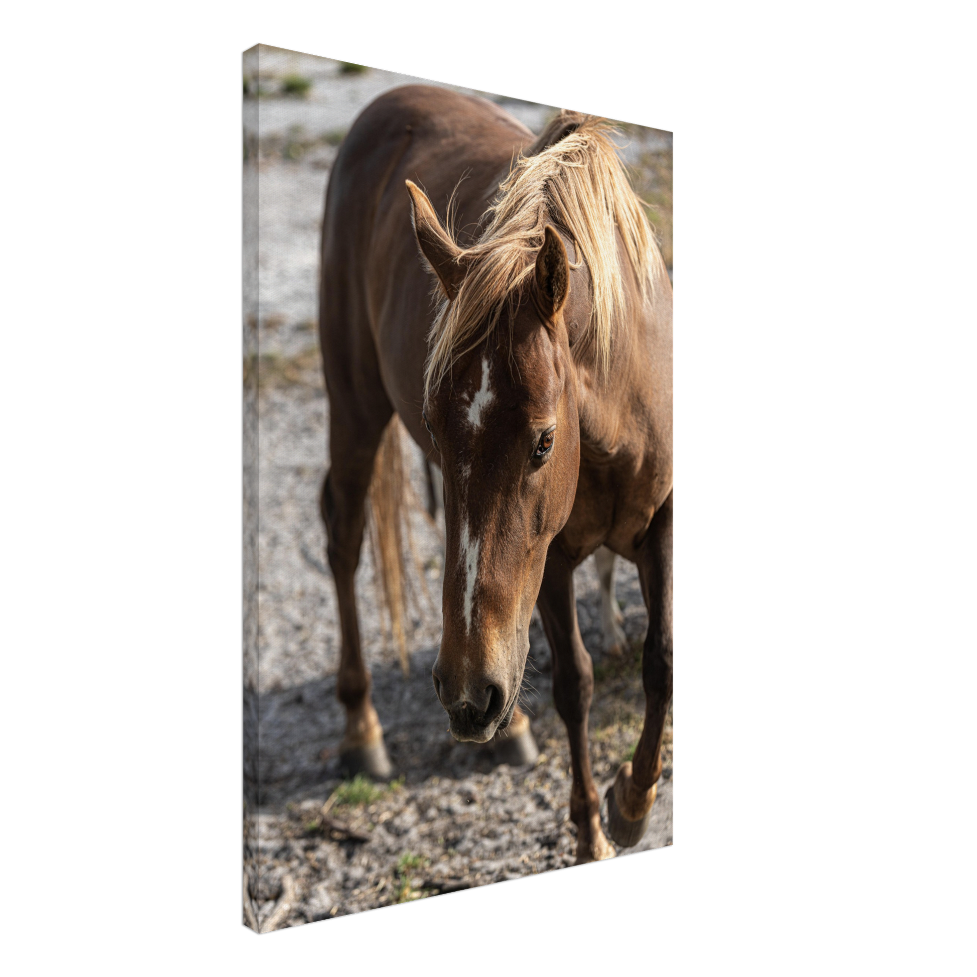 Horse home décor by Istvan Maar Photography