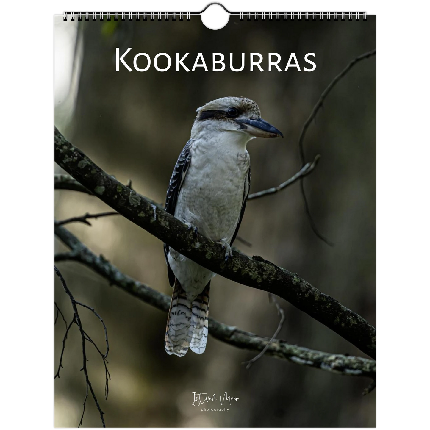 Kookaburras wall calendar cover – kookaburra on branch with bokeh forest background – fine art wildlife photography gift