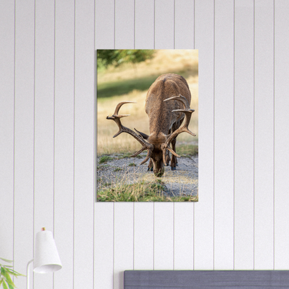 	
Deer Wildlife Animals Art Nursery Photography Wall Decor Kids Room Poster Playroom Artwork Stag Stretched Canvas 077