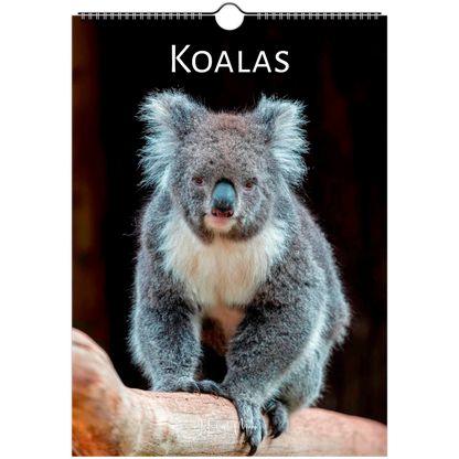A4 Koalas Wall Calendar 2027 front cover – Istvan Maar Photography – Animal Calendars – Australian animal calendars