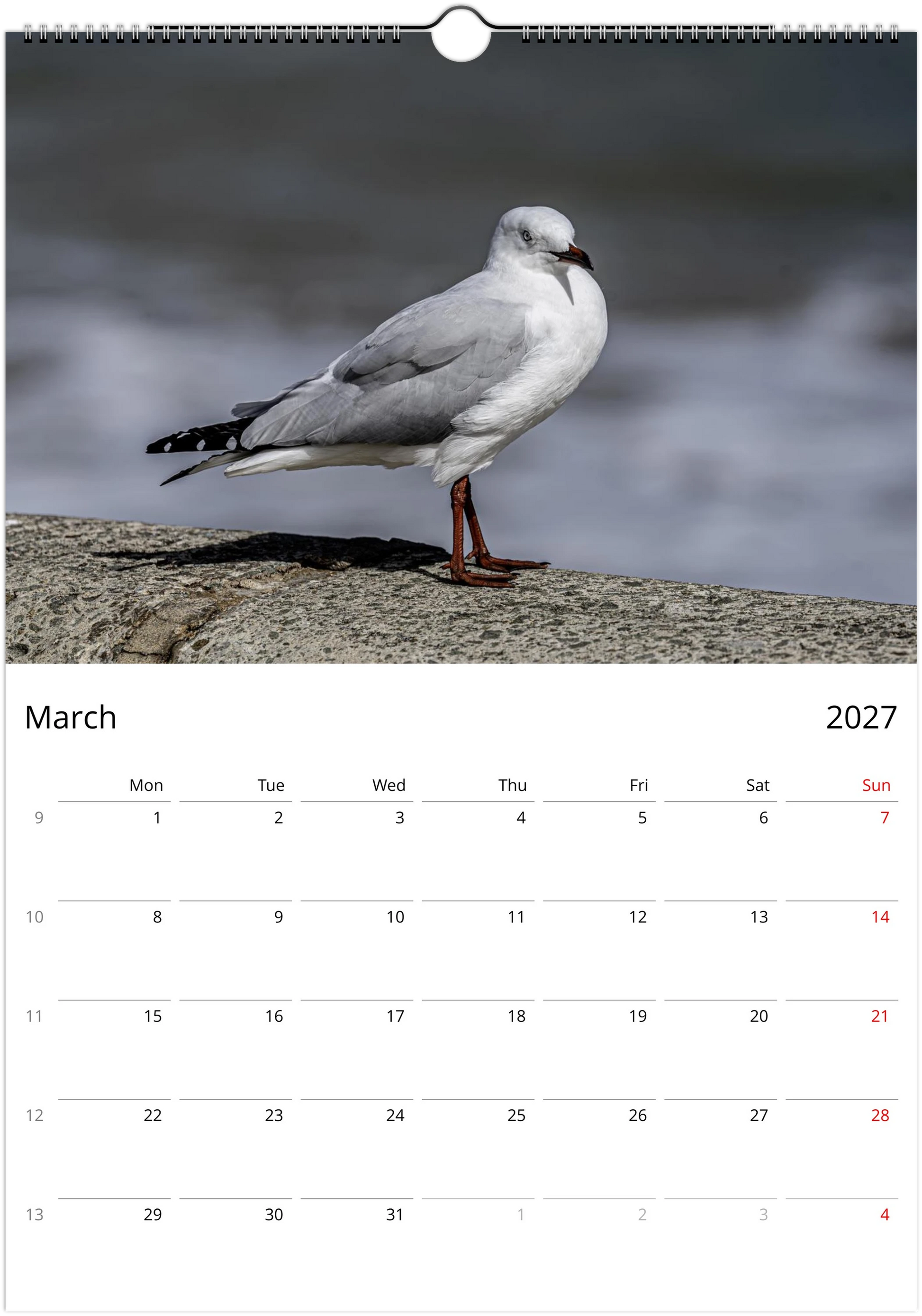 Seagulls wall calendar by Istvan Maar Photography featuring bird photos.