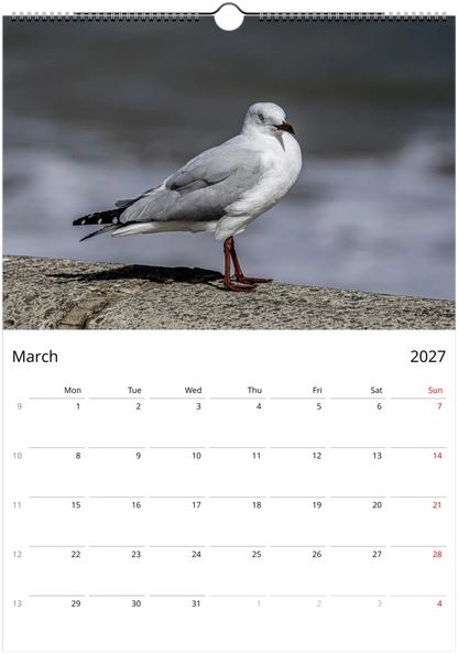 Seagulls wall calendar by Istvan Maar Photography featuring bird photos.