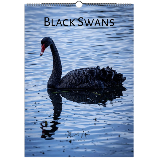 Black Swans wall calendar cover by Istvan Maar Photography, featuring black swans in Melbourne's parks.