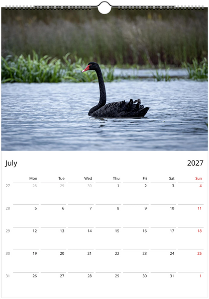 Black Swans wall calendar page by istvanmaar.photography, featuring a black swan on a lake.