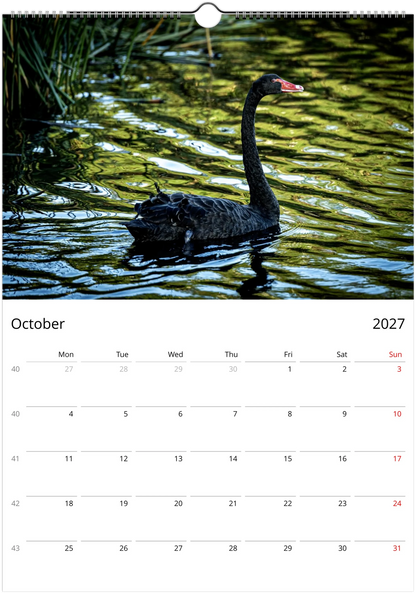 Black Swans wall calendar page by Istvan Maar Photography, featuring black swan on a lake.