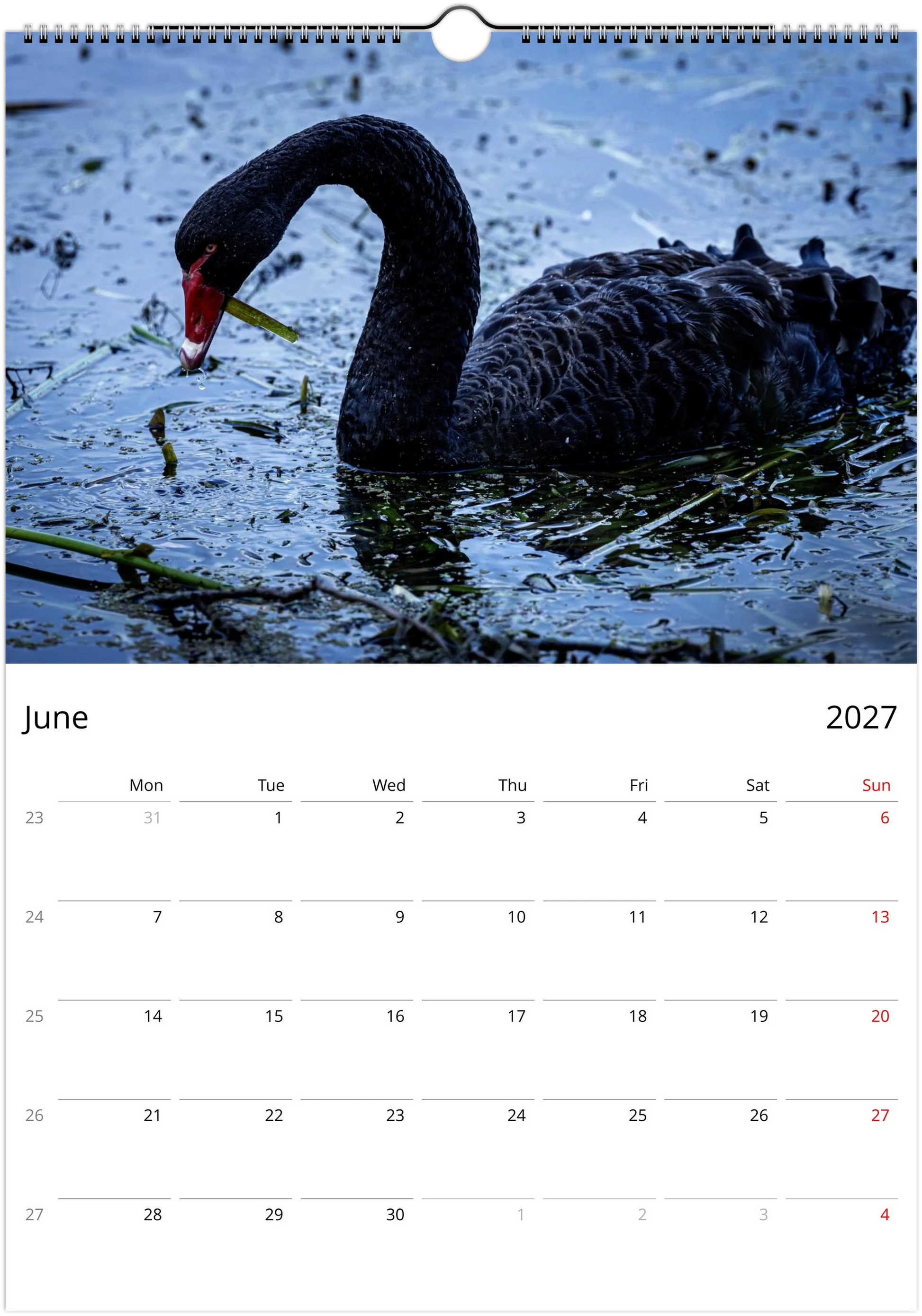 Black Swans wall calendar page by Istvan Maar Photography, featuring black swan having breakfast.