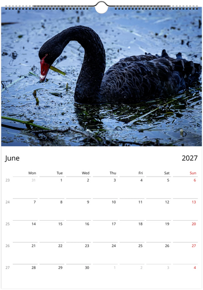 Black Swans wall calendar page by Istvan Maar Photography, featuring black swan having breakfast.