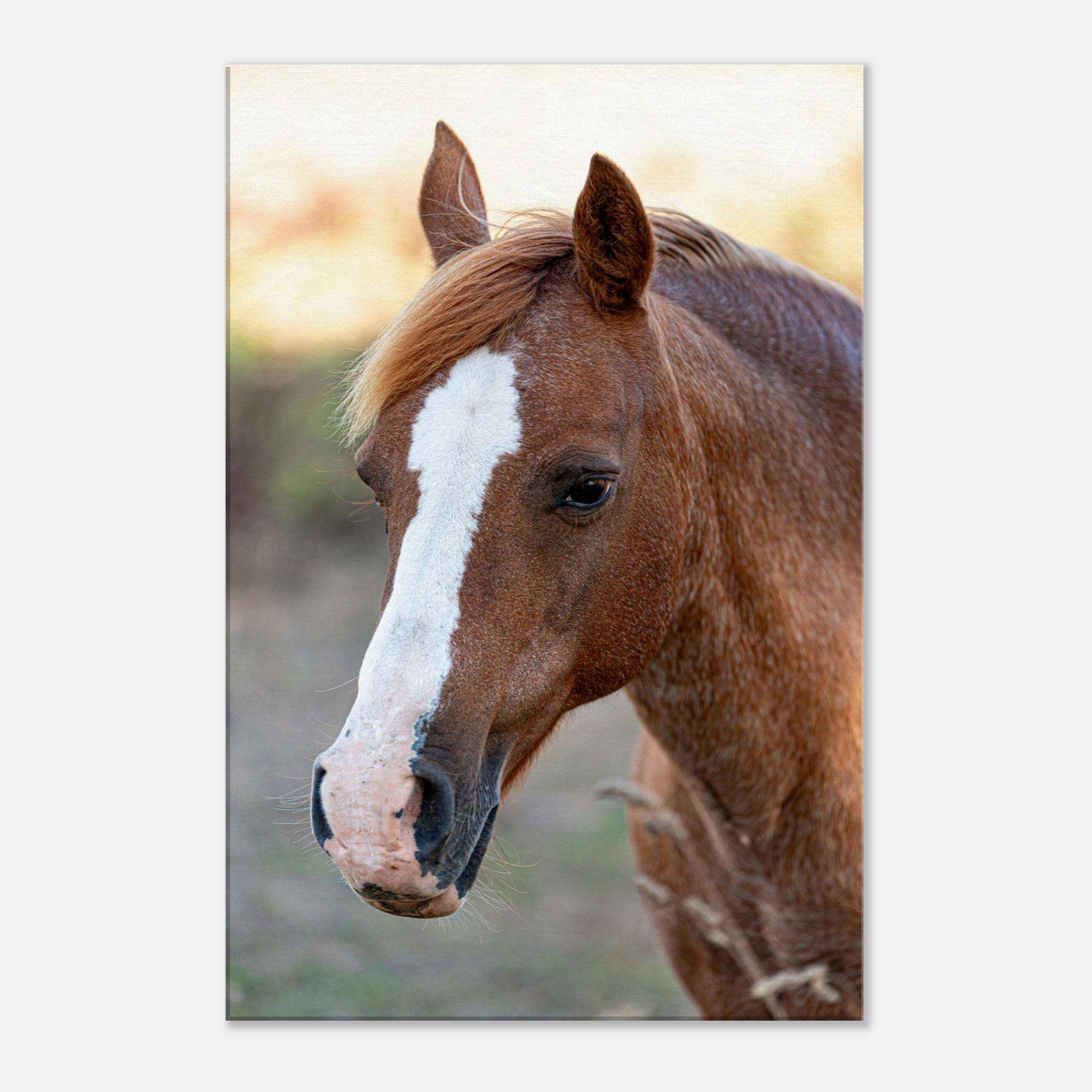 Horse Farm Animal Canvas by Istvan Maar Photography