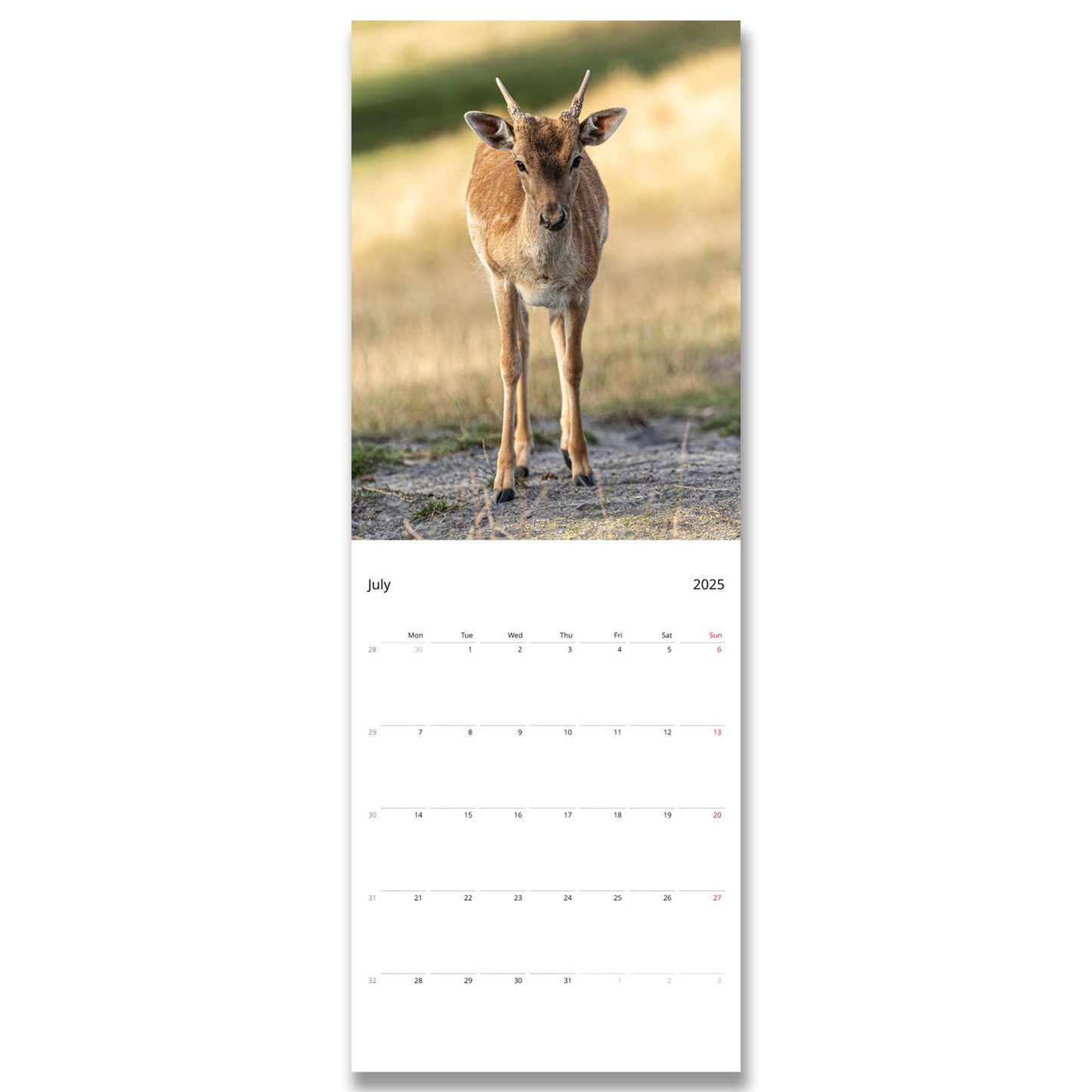 Slim Vertical Deer Calendar by Istvan Maar Photography 