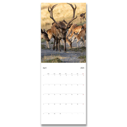 Slim Vertical Deer Calendar by Istvan Maar Photography 