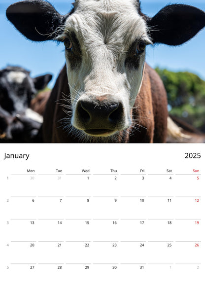 January Page from 2025 Farm Animal Calendar by Istvan Maar Photography in English, week starts by Monday