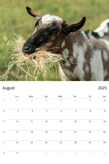 August page from 2025 Farm Animal Calendar by Istvan Maar Photography in English, week starts by Sunday - US & Canada version