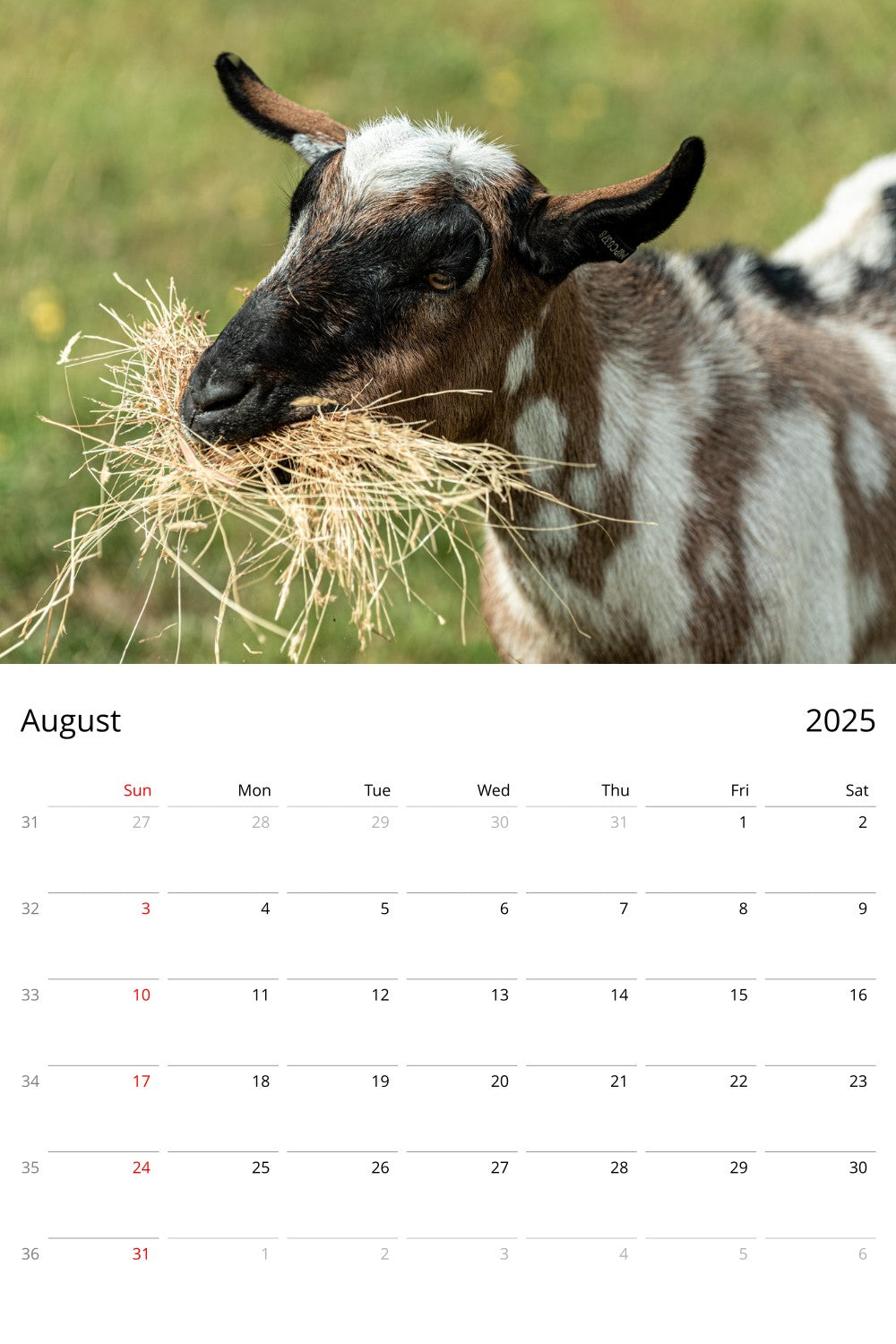 August Page from Personalised Farm Animal Calendar by Istvan Maar Photography in English, week starts by Sunday - US & Canada version