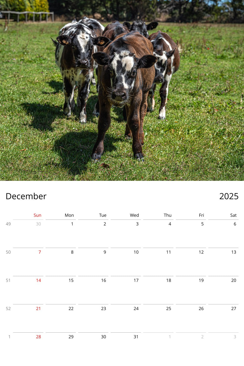 December Page from 2025 Farm Animal Calendar by Istvan Maar Photography in English, week starts by Sunday - US & Canada version