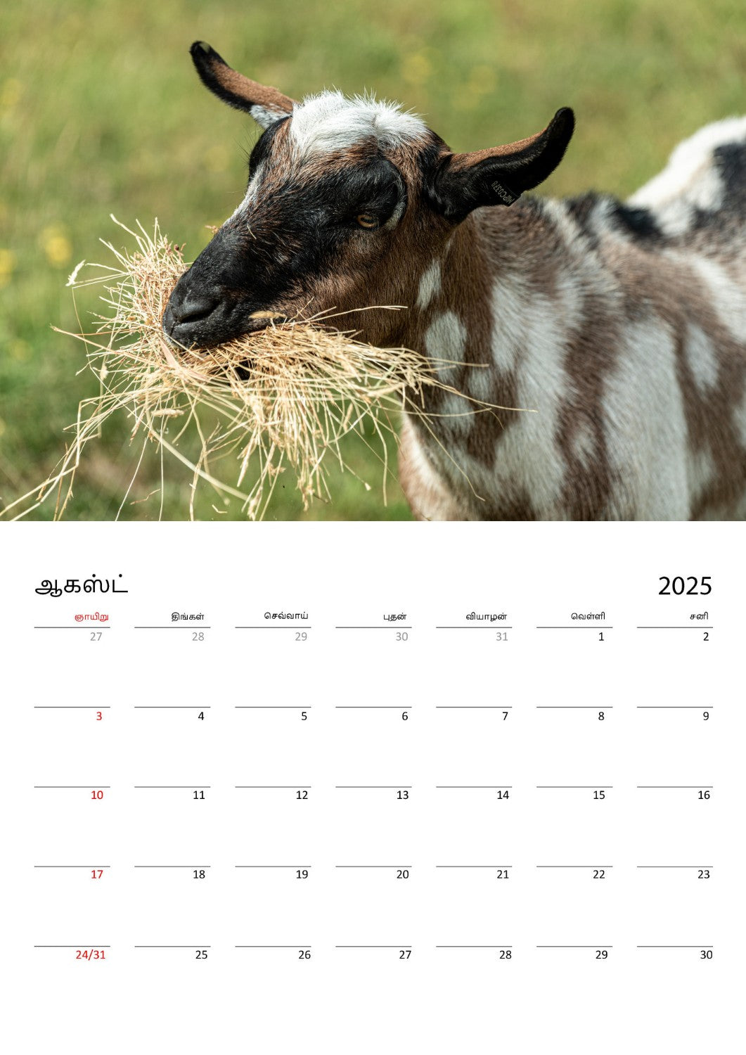 Page of a farm animals wall calendar by Istvan Maar Photography