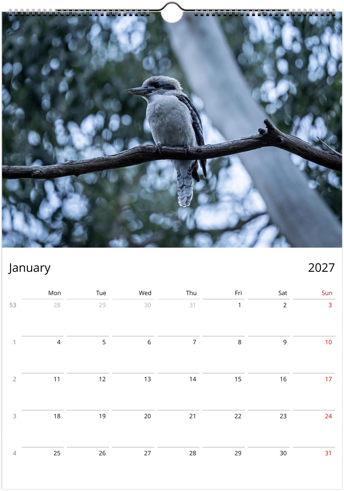 Kookaburras wall calendar January page – fine art Australian bird photography – laughing kookaburra wildlife print