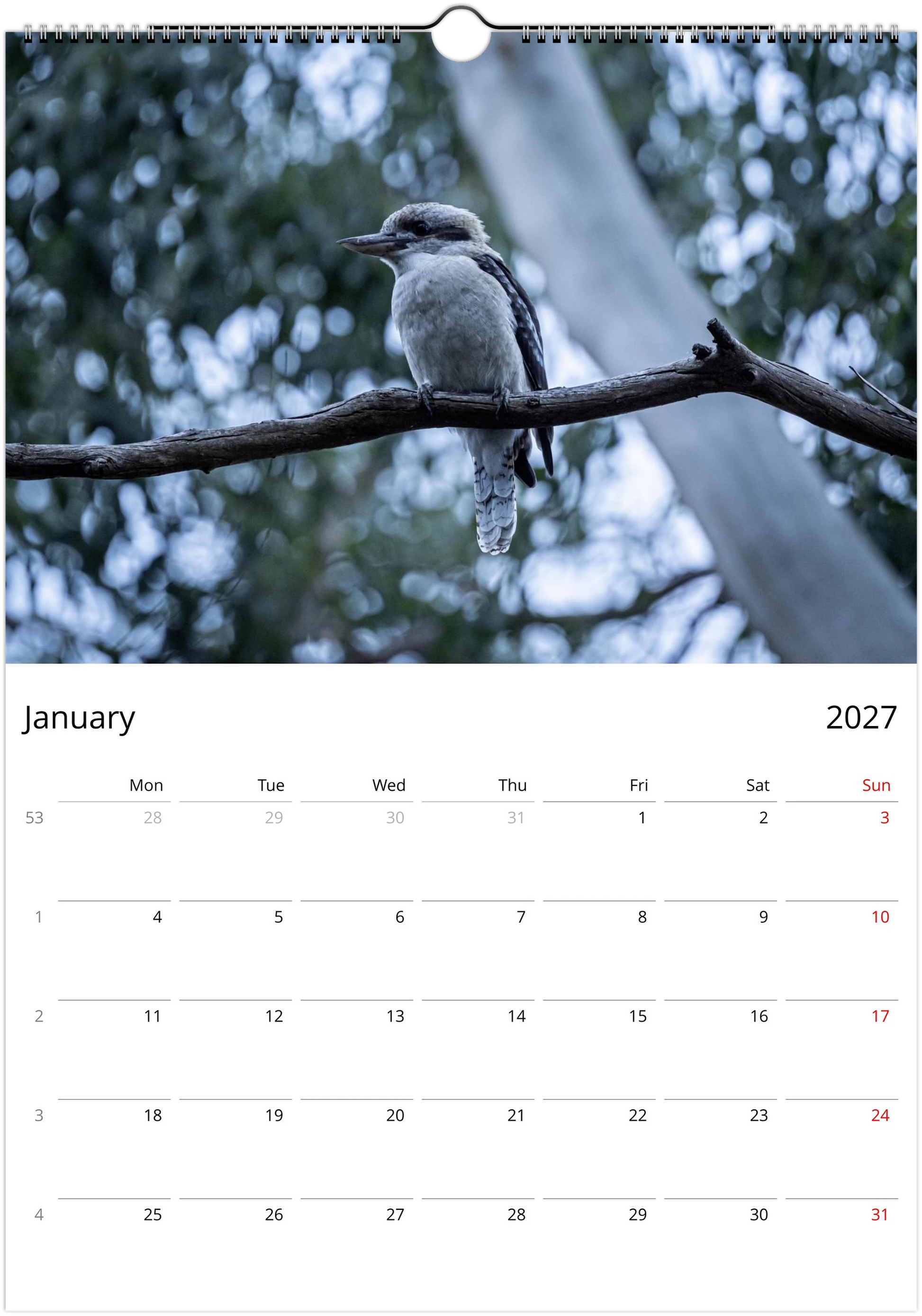 Kookaburras wall calendar January page – fine art Australian bird photography – laughing kookaburra wildlife print