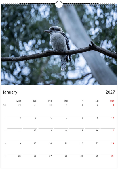 Kookaburras wall calendar January page – fine art Australian bird photography – laughing kookaburra wildlife print