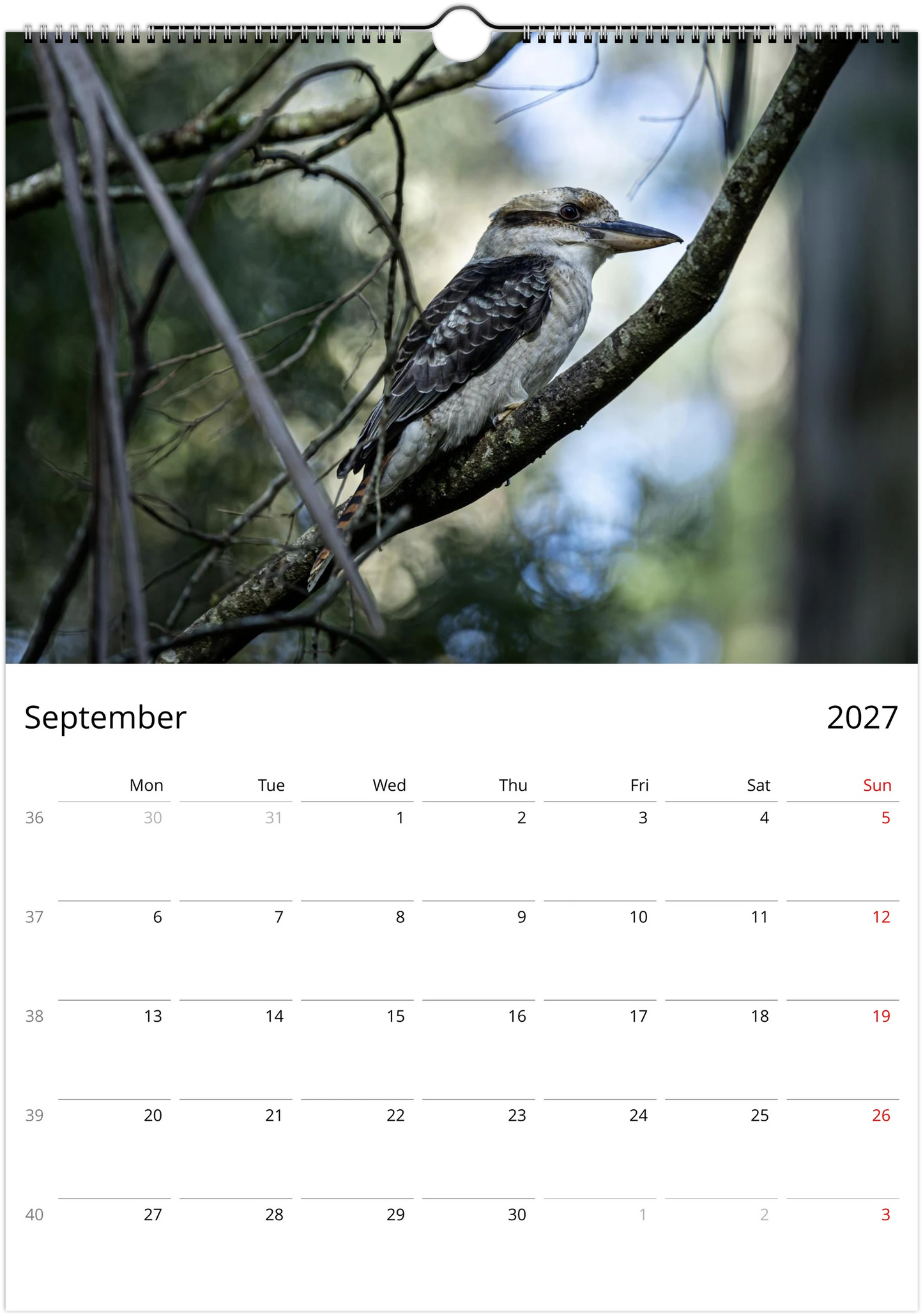 Kookaburras wall calendar September page – kookaburra perched on bare branch in forest – fine art bird photography Australia