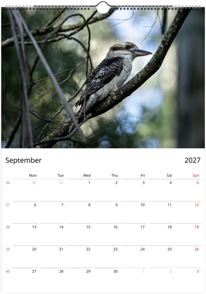 Kookaburras wall calendar September page – kookaburra perched on bare branch in forest – fine art bird photography Australia