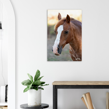 Horse Domestic Animal Canvas by Istvan Maar Photography 