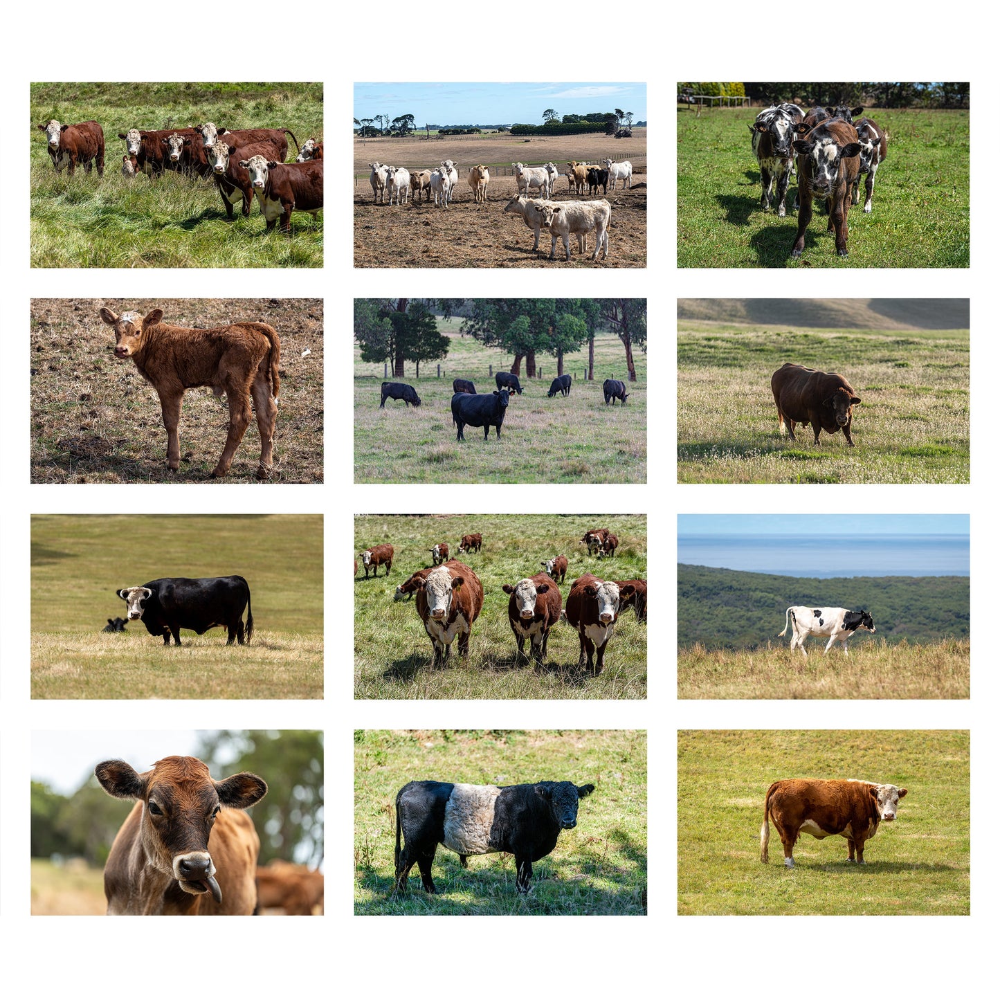 2027 Cows, Bulls and Calves Wall Calendar | 2284 Istvan Maar Photography
