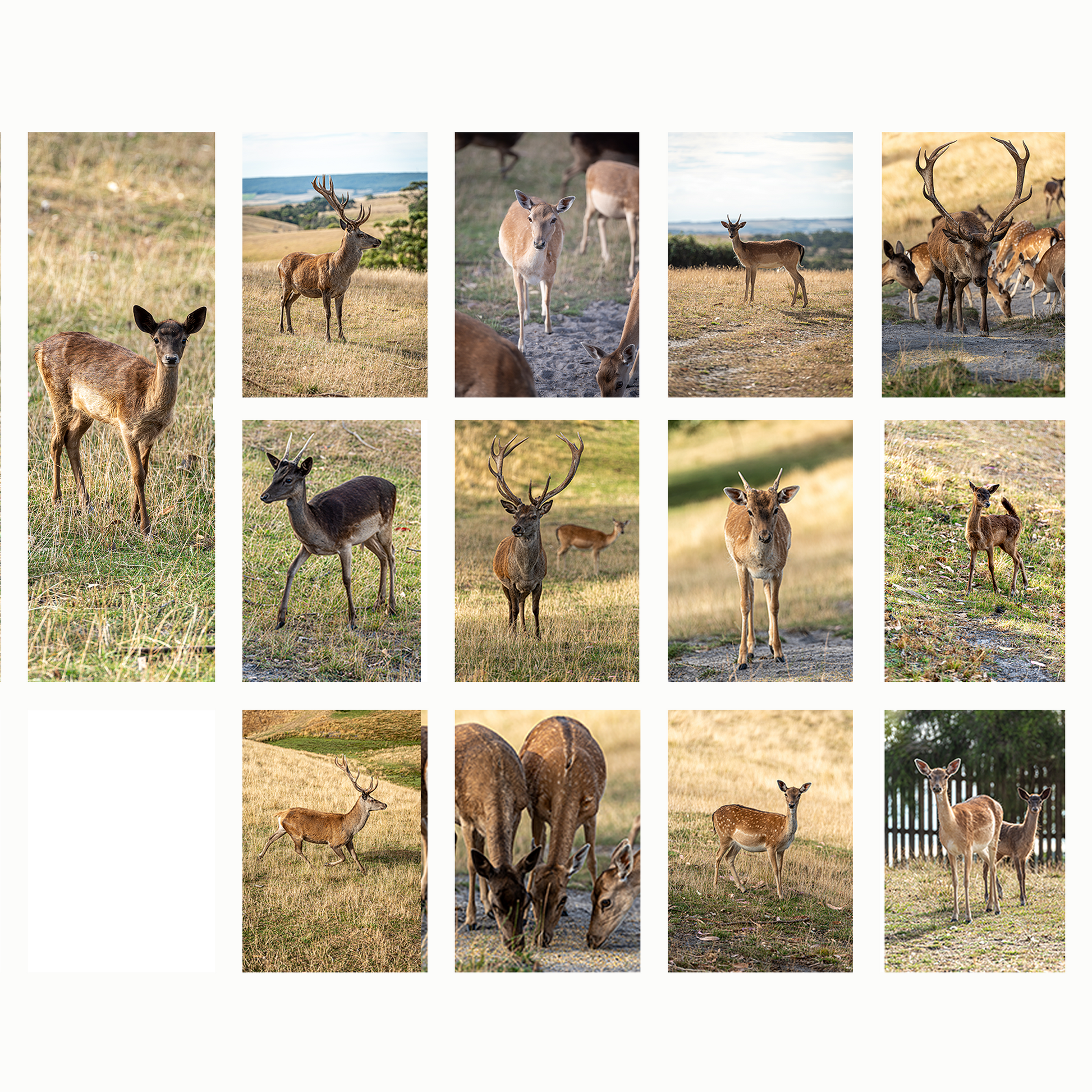 Photos of a Slim Vertical Deer Calendar by Istvan Maar Photography in English Week start day Monday