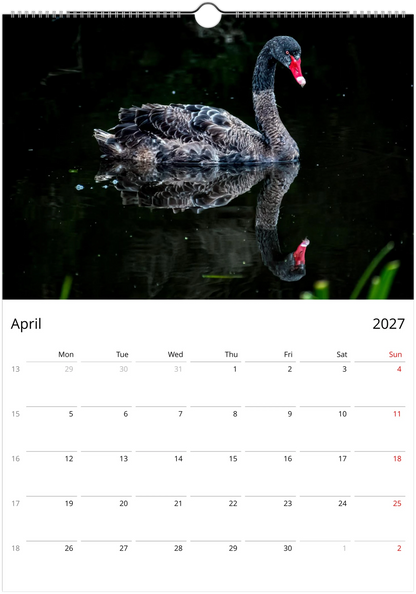 Black Swans wall calendar page by Istvan Maar Photography, featuring black swan with reflection on a lake.