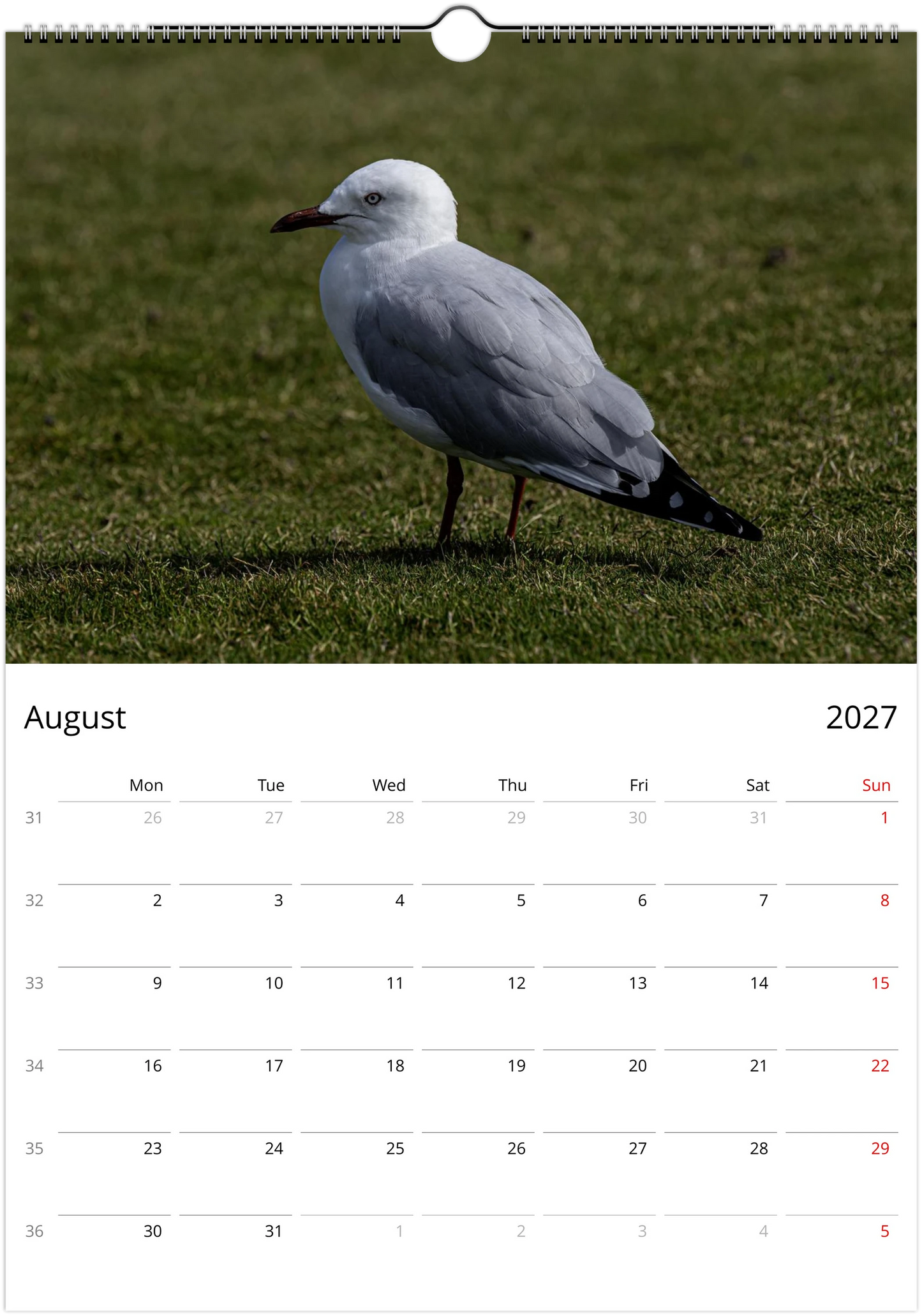 Seagulls wall calendar by Istvan Maar Photography featuring seagull photos.