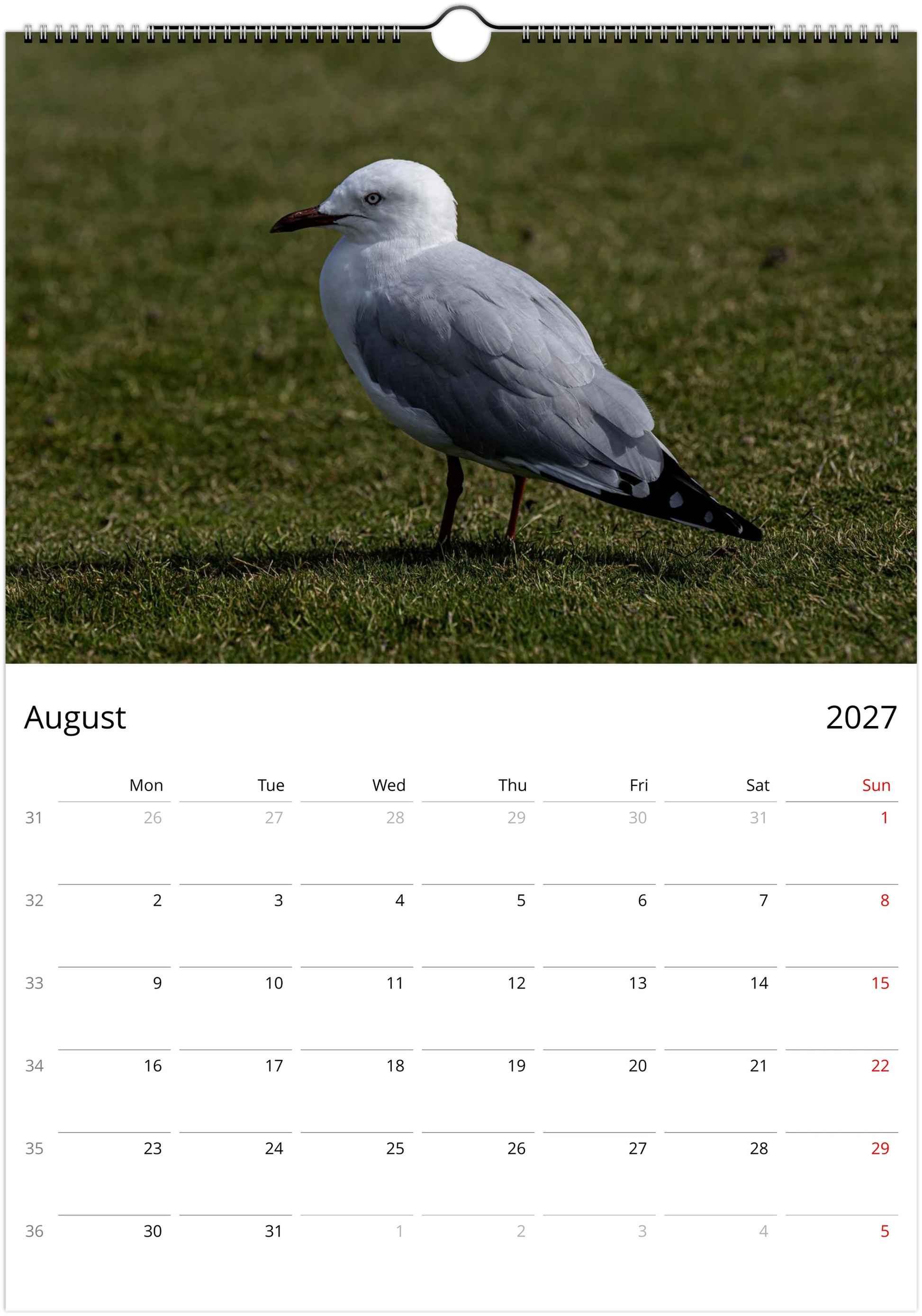 Seagulls wall calendar by Istvan Maar Photography featuring seagull photos.