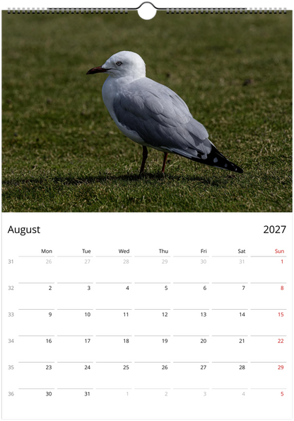 Seagulls wall calendar by Istvan Maar Photography featuring seagull photos.