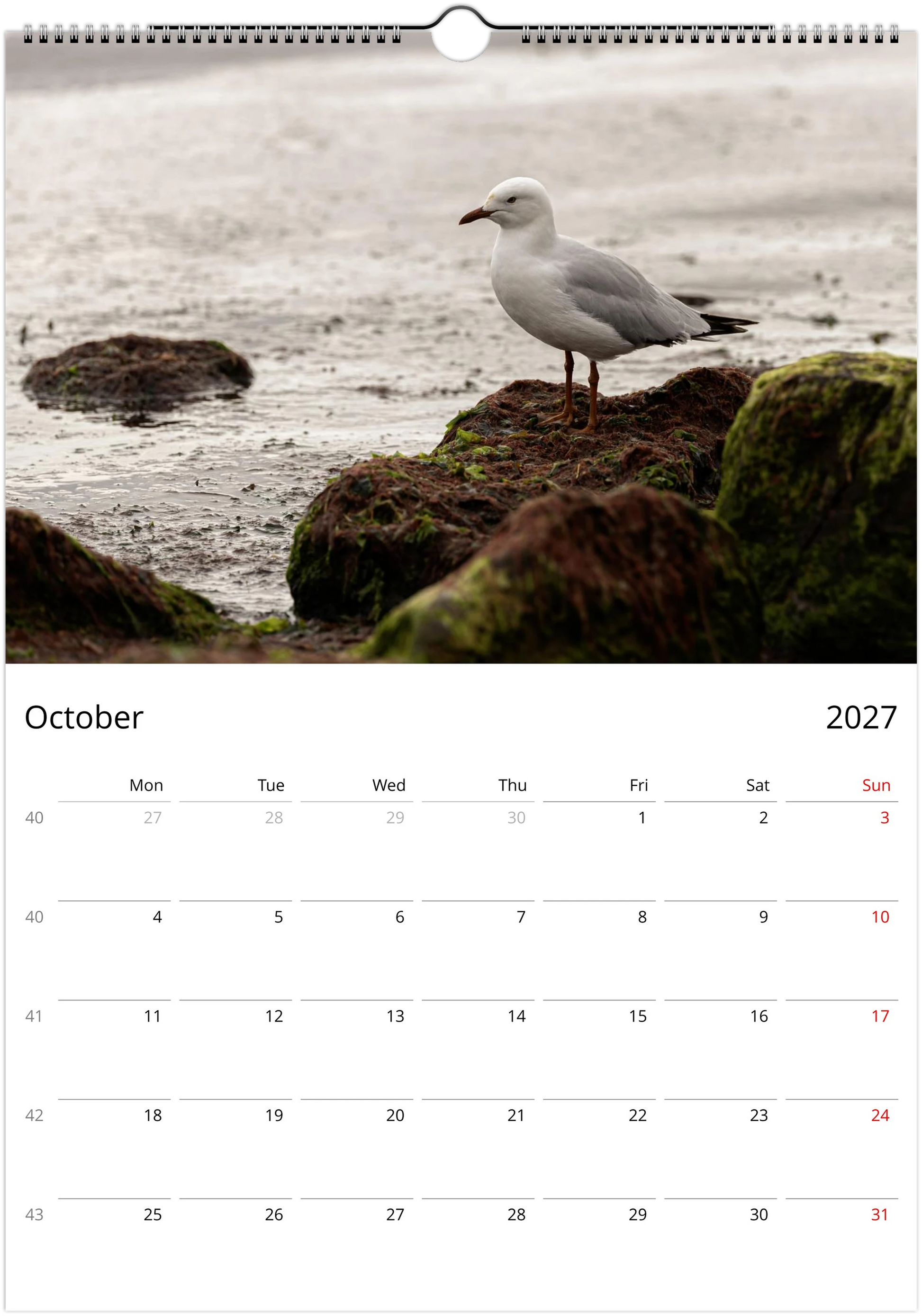 Seagulls wall calendar by Istvan Maar Photography featuring bird photos.