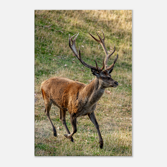 	
Deer Wildlife Animals Art Nursery Photography Wall Decor Kids Room Poster Playroom Artwork Stag Stretched Canvas 008